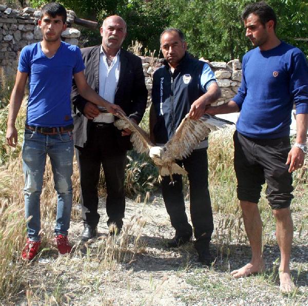 Çöplükte yaralı bulanan kızıl şahine tedavi