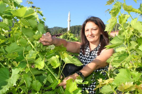 Üzüm yaprağı yüz güldürüyor