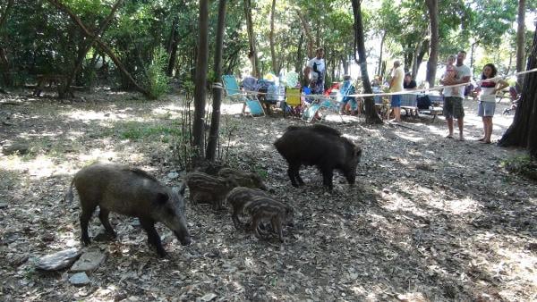 Kuşadası'nda yaban domuzları piknik alanlarına indi