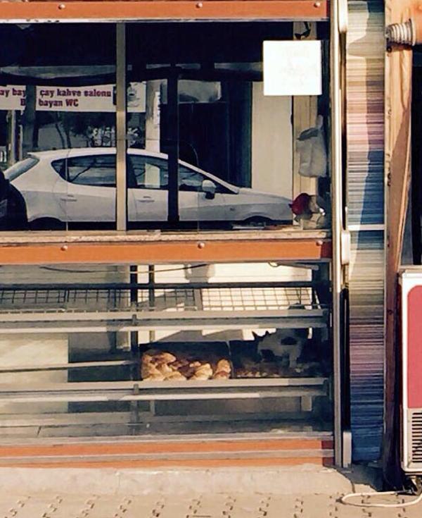 Poğaça camekanındaki kedi tepki çekti