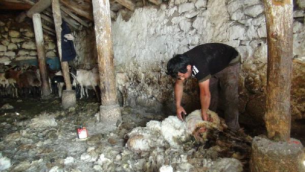 Köyde koyun kırkma zamanı