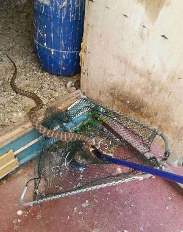 Güvercin kümesine giren yılanı itfaiye yakaladı