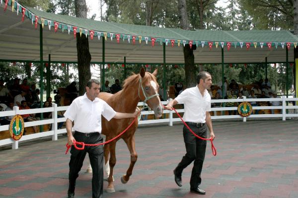 'Asi Kalp', 210 bin liraya satıldı