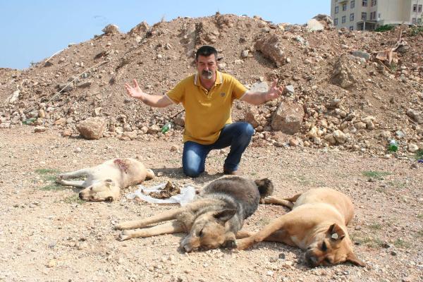 Mersin'de köpek katliamı