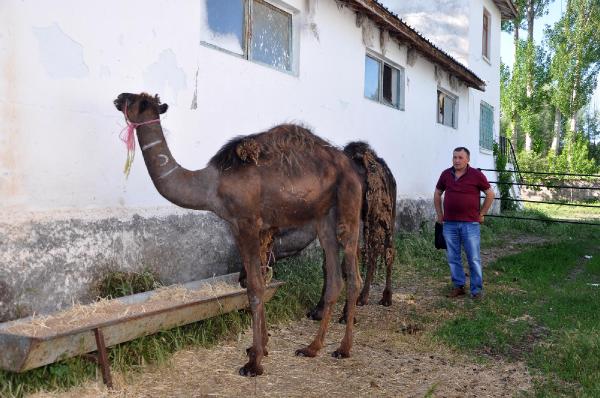 Büyükbaş hayvan çiftliğinde deve de yetiştiriyor