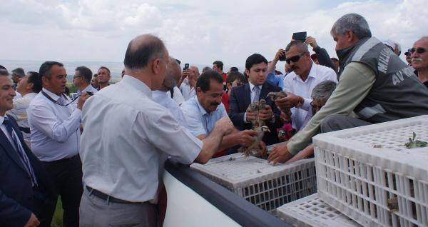 Süne ve çekirge mücadelesinde doğaya 750 keklik bırakıldı