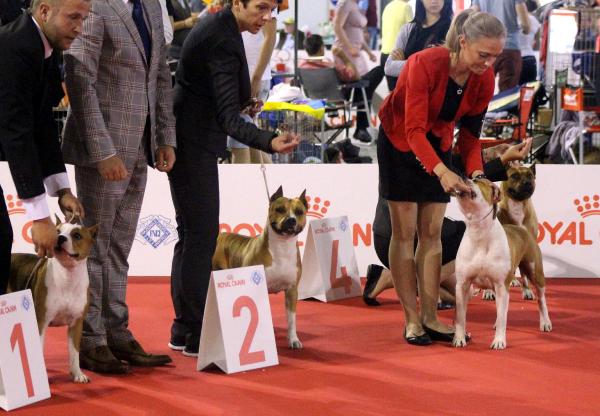 'Orca' adlı köpek dünya 3'üncüsü oldu