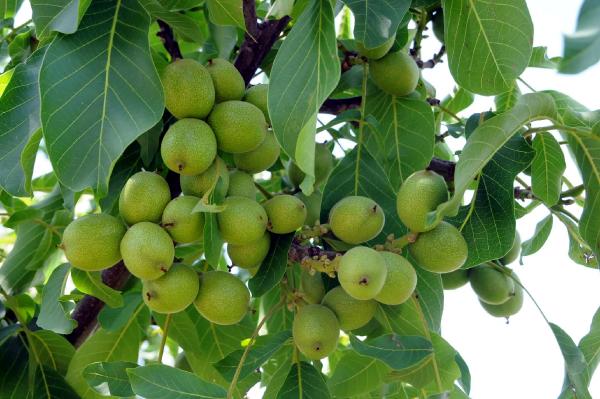 Geç yapraklanan ceviz ağacı yetiştirildi