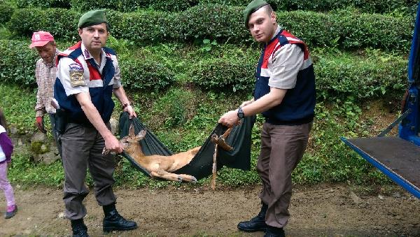 Jandarma yaralı karacaya sahip çıktı