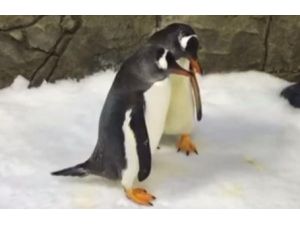 Eşcinsel penguen çift ebeveyn oldu