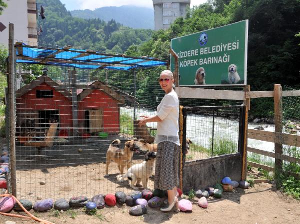 Kadın Noter, bakımını yapıp tedavi ettiği sokak köpeklerini sahiplendirmeye başladı