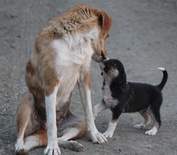 Annelerinin terk ettiği yavru köpeklere başka bir köpek sahip çıktı