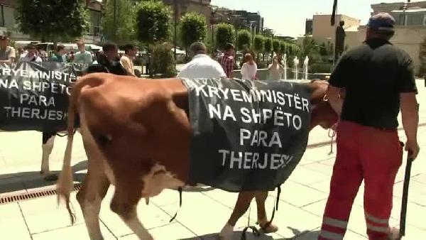 Kosovalı süt üreticileri başbakanlık binası önünde inekli protesto düzenledi