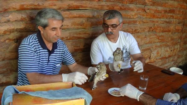 Bitkin bulunan kerkenezlere bakım