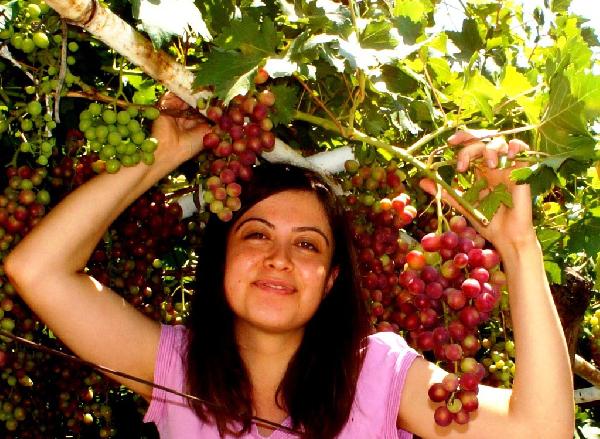 Sarıgöl'de erkenci üzüm yetiştirildi