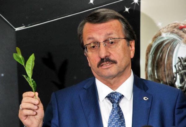 Yaş çayda rekolte arttı