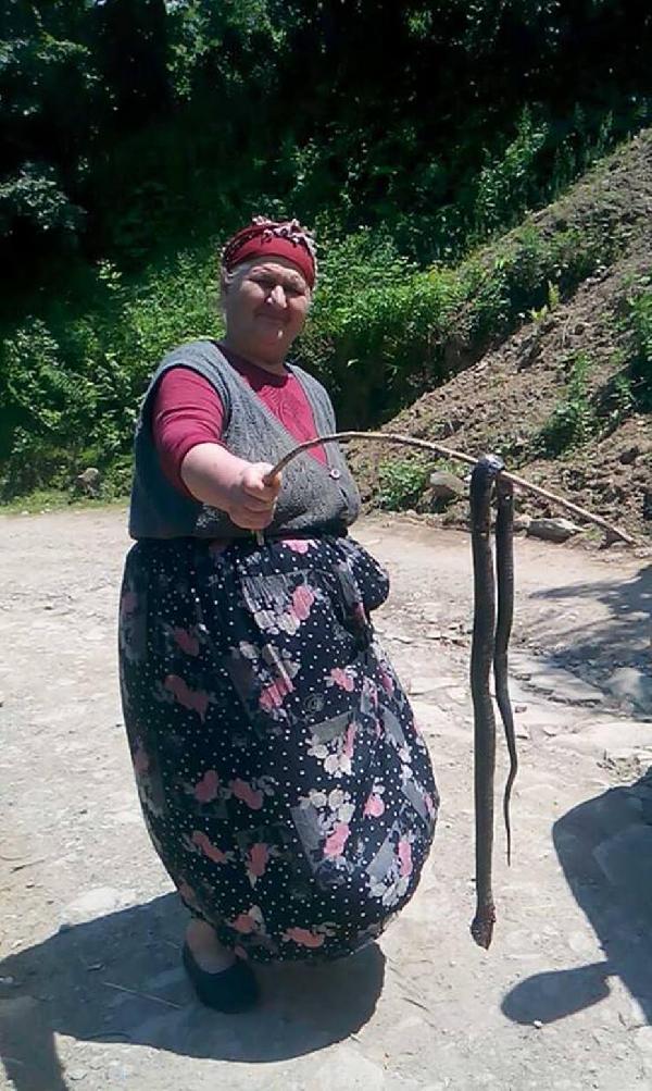 Fındık bahçelerinde görülen yılanlar korkutuyor