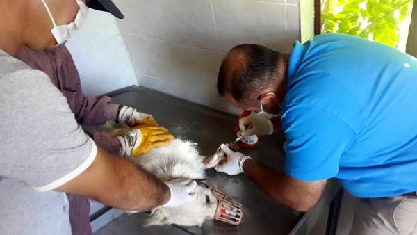 Yaralı köpek ve leylek tedavi edildi