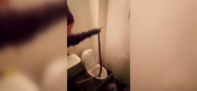 Evin tuvaletinden boa yılanı çıktı