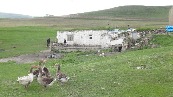 Elektrik borcu için kaz yetiştiriyor
