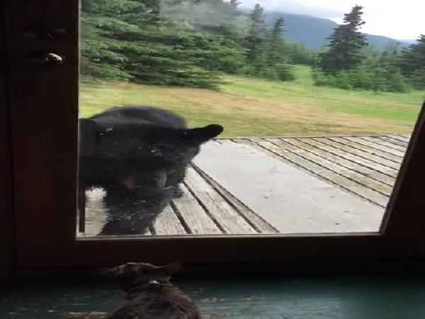 Kedi öyle bir kızdı ki koca ayı arkasına bile bakmadan kaçtı
