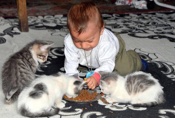 'Kedi yavruları, 10 aylık oğlumdan daha şanslı çıktı'