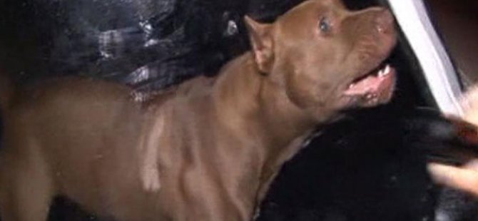 Pitbull besleyene ceza