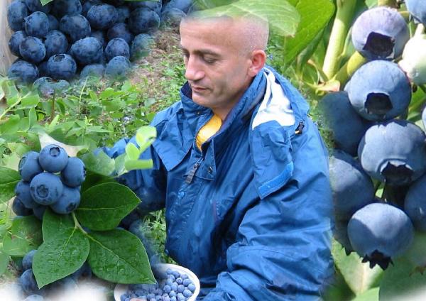 Yaban mersini her derde deva