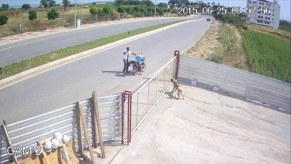Köpeği pompalı tüfekle acımazca öldürdü