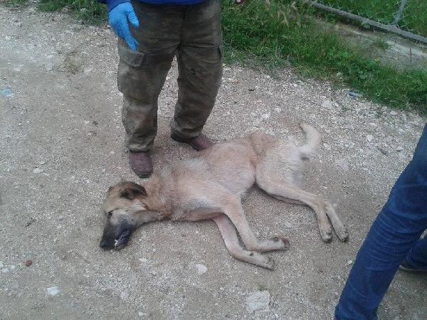 Köpeğin başına tencere geçirdiler