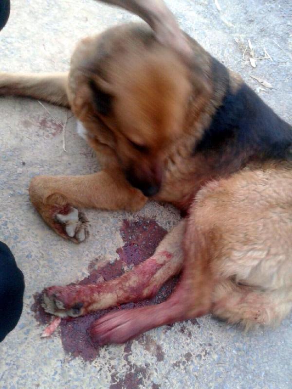 Komiser yardımcısı, karakolun bahçesinde köpeği vurdu