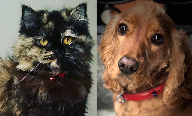 Kedi ve köpek satışı yasaklanıyor