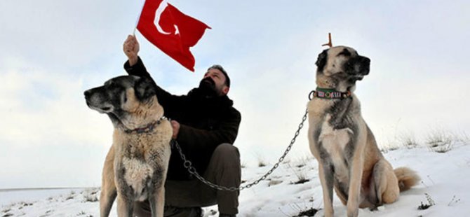 'Neden Sivas’tan İtalya’ya Kangal getirmiyoruz?'