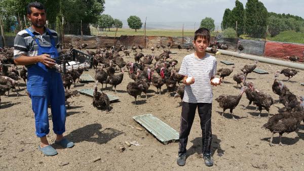 Organik hindi yumurtası 75 kuruş