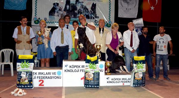 Bodrum'da köpek güzelleri
