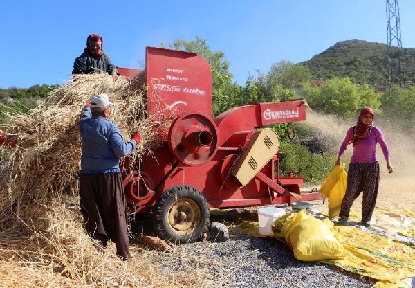 Alanyalı üretici arpa ve buğdaydan vazgeçti