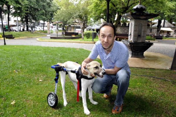 Sakat sokak köpeği için yurtdışından yürüteç getirtti