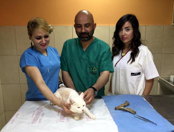 5 kiloluk kedinin rahminden 940 gram iltihap çıktı