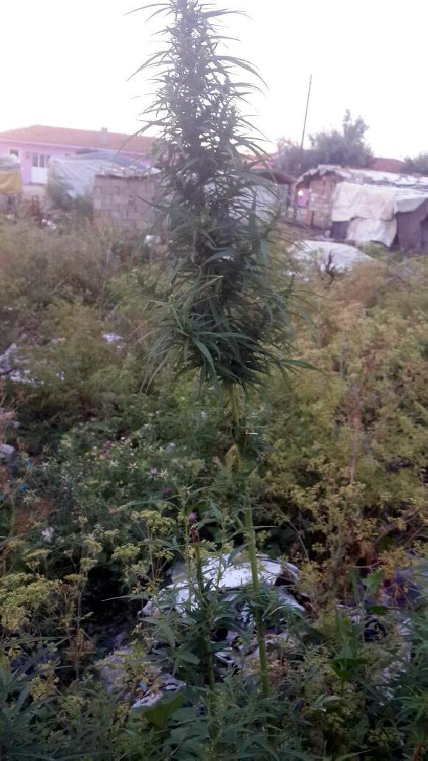 Kırklareli’nde kenevir operasyonu