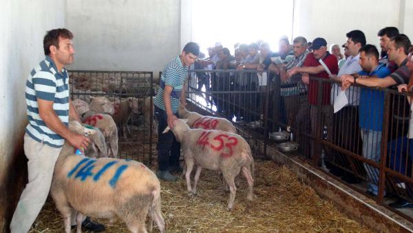 Üniversiteden açık artırmayla hayvan