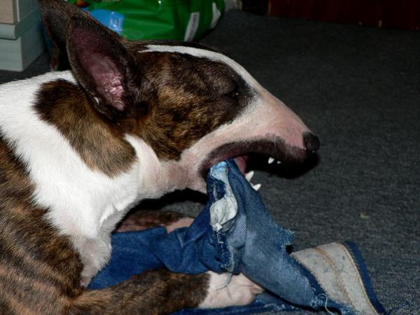 6 polis saldırgan köpeği ancak durdurabildi