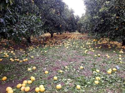 Ortaca Ziraat Odası: Doğal afet nedeniyle çiftçinin borcu ertelensin