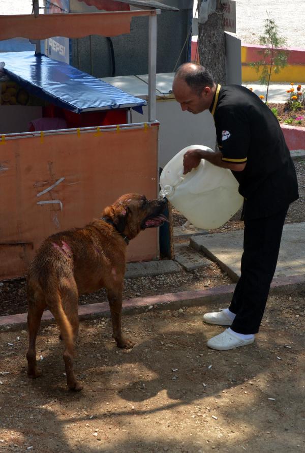Depoda yangın çıktı, mahsur kalan köpekler telef olmaktan son anda kurtarıldı