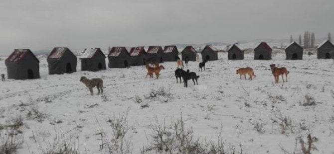 Hayvansever gurbetçi memleketini unutmadı