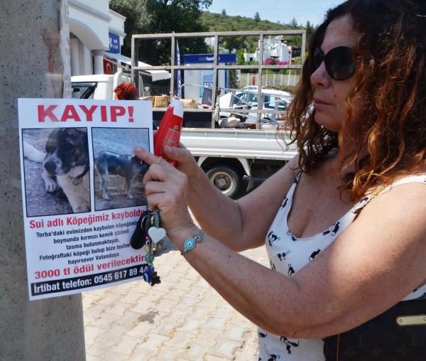 Köpeğini bulana 3 bin lira verecek