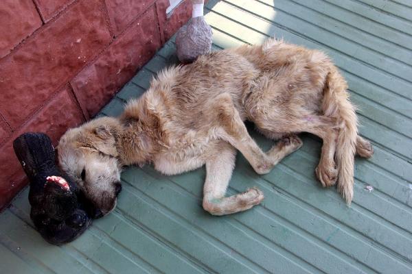 Bakımevinde açlıktan bitkin düşen köpekler tedaviye alındı