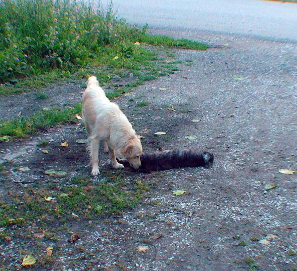 Yavrusu ölen sokak köpeğinin yürek burkan görüntüleri