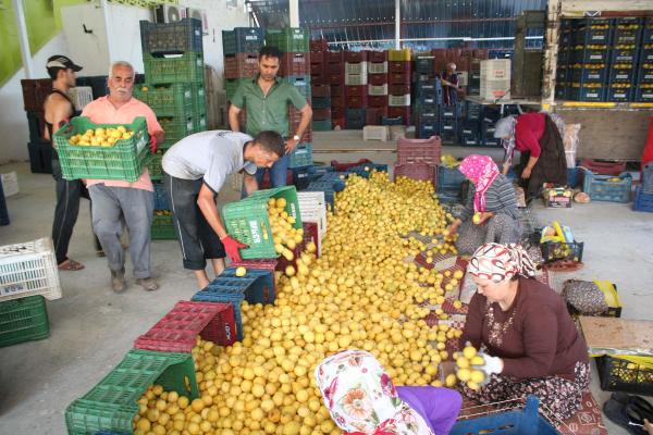 Limon, üreticinin yüzünü güldürdü