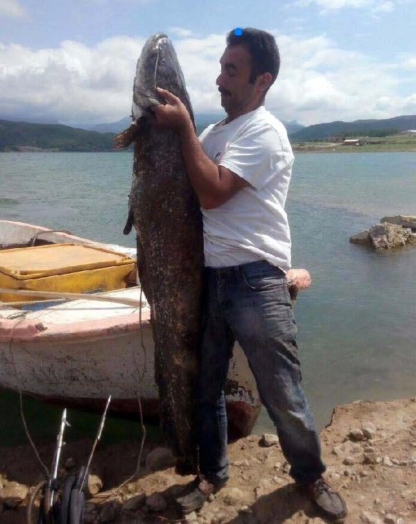 Almus Barajı'nda oltayla 80 kiloluk yayın balığı yakaladı