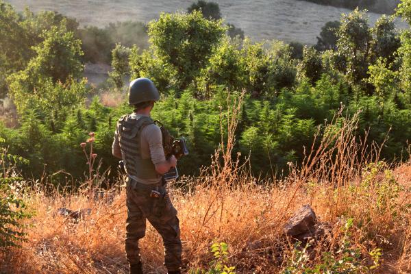 Diyarbakır'da 375 bin 540 kök kenevir ele geçirildi